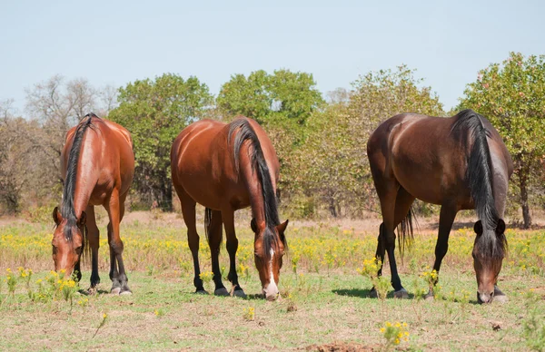 Three shiny bay horses grazing in summer pasture — Stock Photo, Image