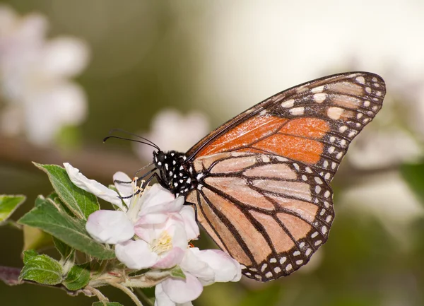 Monarch motýl opyluje květ apple brzy na jaře — Stock fotografie