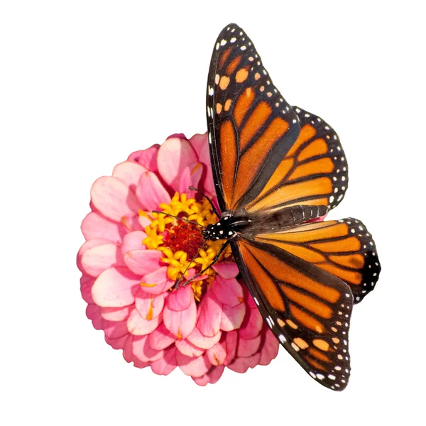 Vista dorsal de una mariposa monarca hembra, Danaus plexippus, alimentándose de una flor rosa — Foto de Stock
