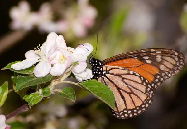 帝王蝶饲喂早春苹果树上的花，授粉它 — 图库照片