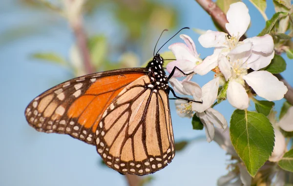 Borboleta monarca alimentando-se de uma flor de maçã, polinizando a flor no início da primavera — Fotografia de Stock