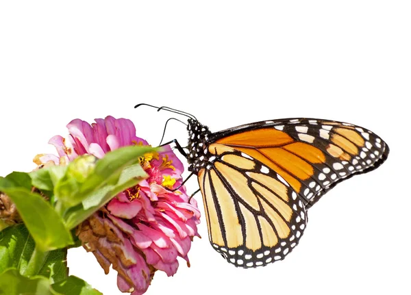 Farfalla monarca che si nutre di una Zinnia rosa, isolata su bianco — Foto Stock