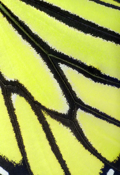 Imagem macro abstrata de uma asa de borboleta em amarelo néon — Fotografia de Stock