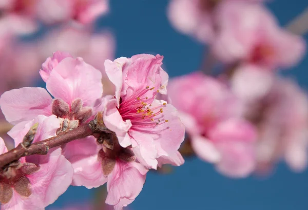 Elragadóan szép rózsaszín őszibarackfa virágok kora tavasszal, szembe mély kék ég — Stock Fotó