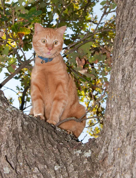 Très inquiet chat tabby orange vers le haut dans un arbre, miauler — Photo