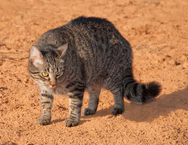 Gris gato tabby arqueando su espalda para hacerse parecer más grande para evitar una amenaza —  Fotos de Stock