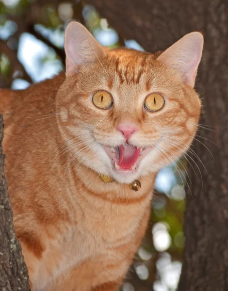 Ağzını açık turuncu bir tekir kedinin komik resim — Stok fotoğraf