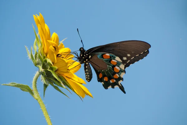 Pipevine Papillon hirondelle se nourrissant d'un tournesol sauvage — Photo