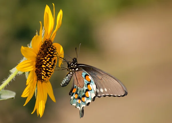 Pipevine Farfalla coda di rondine che si nutre di un fiore di girasole selvatico — Foto Stock