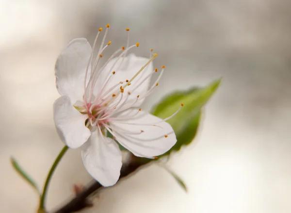 Pura flor de ameixa selvagem branca no início da primavera — Fotografia de Stock