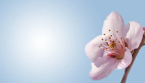 Ren, delikat fersken blomstre på gradient blå baggrund, et visitkort design med en grøn natur koncept - Stock-foto