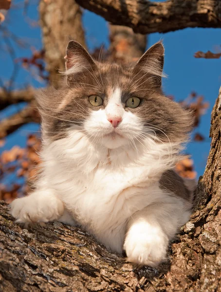 Gorgeous rozcieńczony perkal kot się w drzewo w zimie — Zdjęcie stockowe