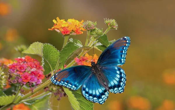 Kaunis punainen täplikäs violetti amiraali buterfly värikäs Lantana kukka auringonpaisteessa — kuvapankkivalokuva