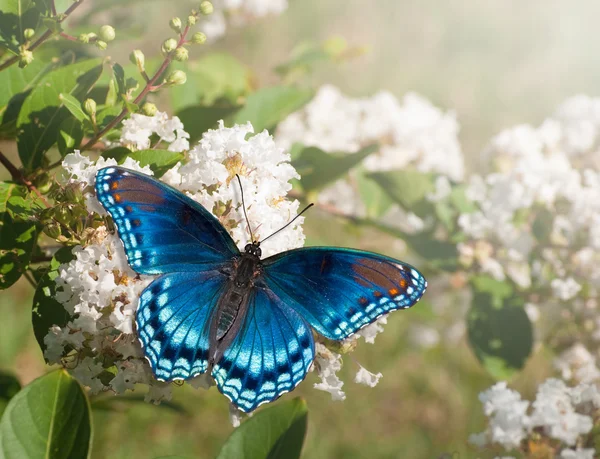 Borboleta vermelha manchada do almirante roxo que alimenta no aglomerado branco da flor da murta da violação — Fotografia de Stock