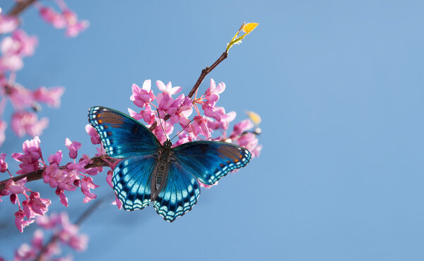 Eastern Redbud tree blooming, with a Red Spotted Purple Admiral butterfly in morning sunlight against blue sky