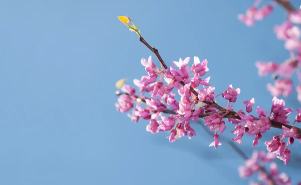 Keleti Redbud fa, Cersis canadensis, ragyogó rózsaszín virágok a reggeli napfény ellen, blue sky — Stock Fotó