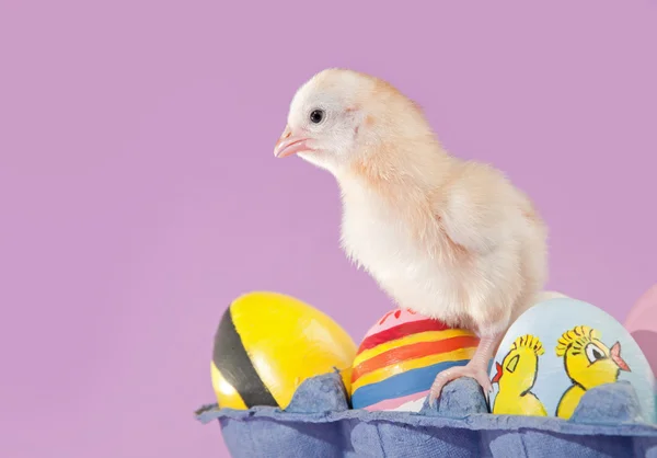 Amarillo pollito de Pascua en un cartón de huevo con huevos pintados —  Fotos de Stock