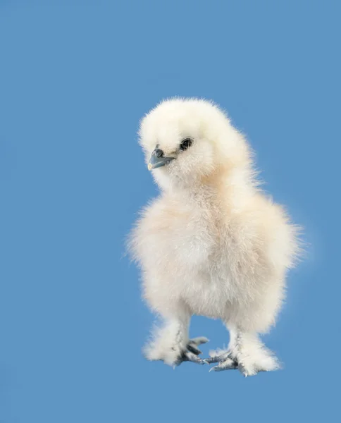 Adorable mullido pollito de Pascua contra fondo azul — Foto de Stock