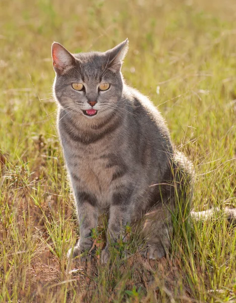 Bonito gato azul tabby na grama — Fotografia de Stock