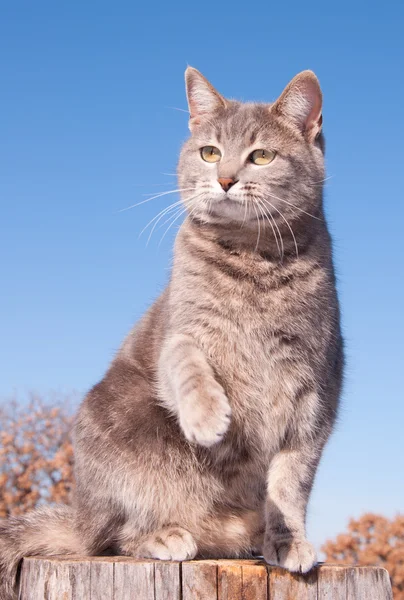 Azul gato tabby com a pata no ar — Fotografia de Stock