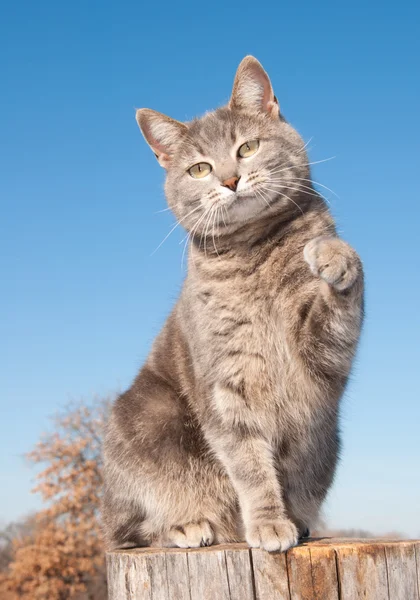 Blue tabby cat with her paw in the air