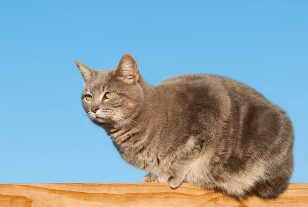 Azul gato tabby em trilhos de madeira contra céu azul claro — Fotografia de Stock