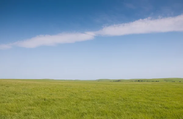 Exuberante hierba verde de primavera en pastos de pradera abierta a finales de primavera — Foto de Stock