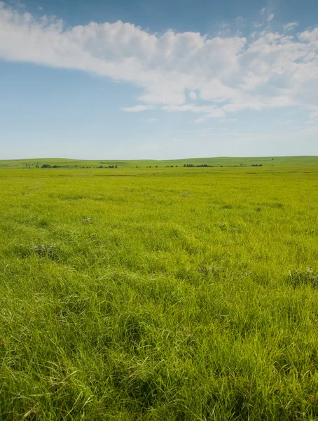 Amplia pradera abierta con exuberante hierba verde a finales de primavera — Foto de Stock