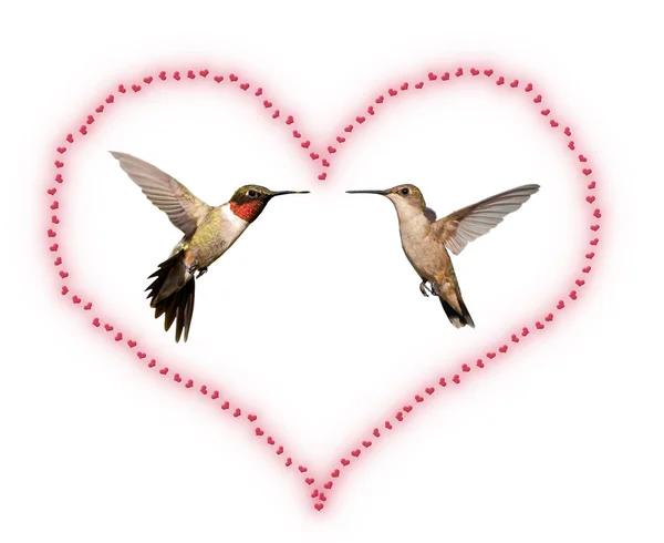 Dwa kolibry wewnątrz serca Walentynki na białym tle — Zdjęcie stockowe