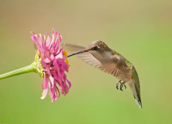 Colibrí de garganta rubí alimentándose de una flor rosa de Zinnia sobre fondo verde de verano Imagen De Stock