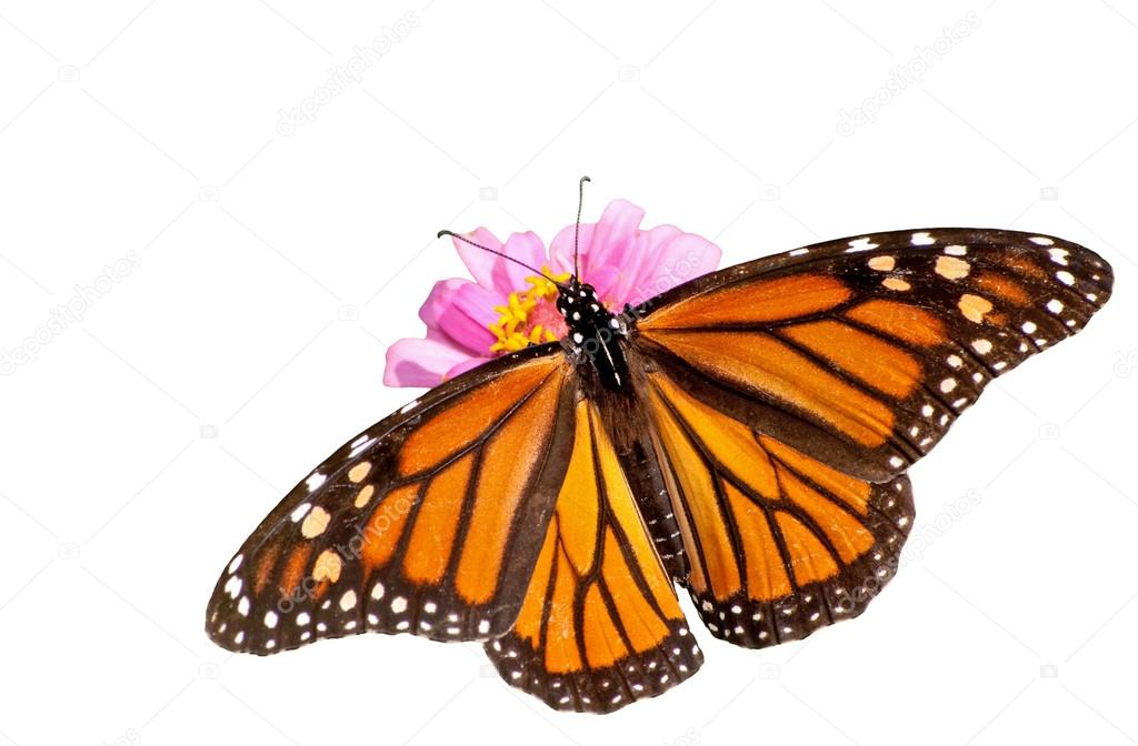 Dorsal view of a female Monarch butterfly feeding on a pink Zinnia, isolated on white