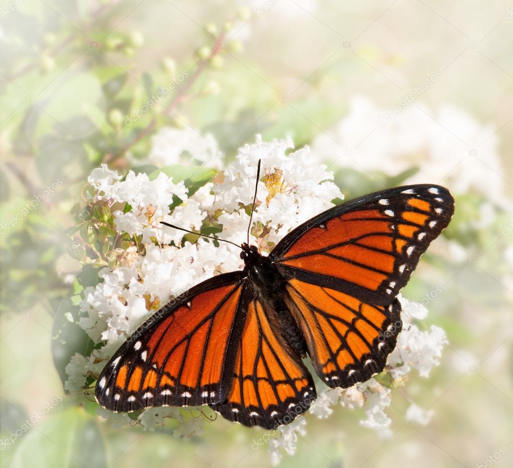 Dreamy image of a Viceroy butterfly feeding on a white Grape Myrtle