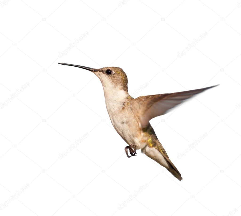 Female Ruby-throated Hummingbird in flight, isolated on white