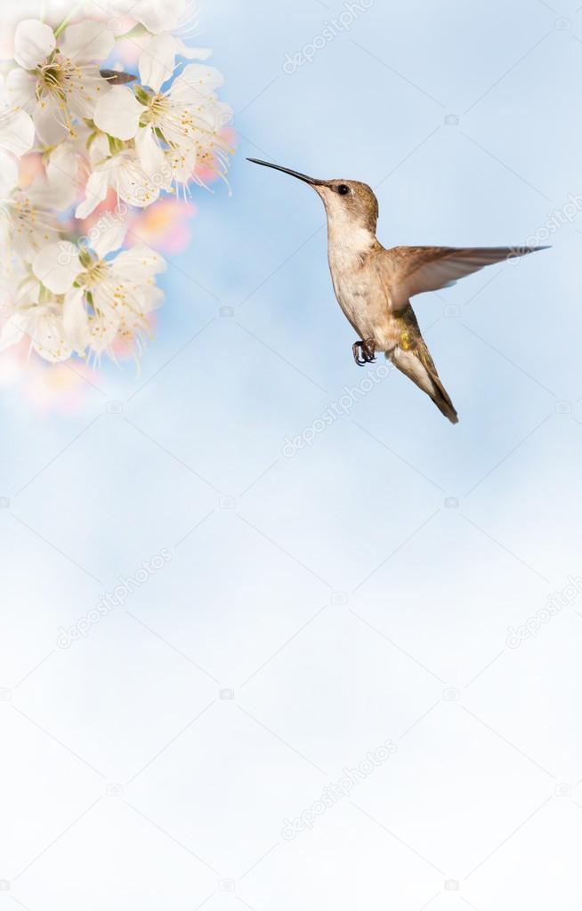 Female Ruby-throated Hummingbird getting ready to feed on spring flowers