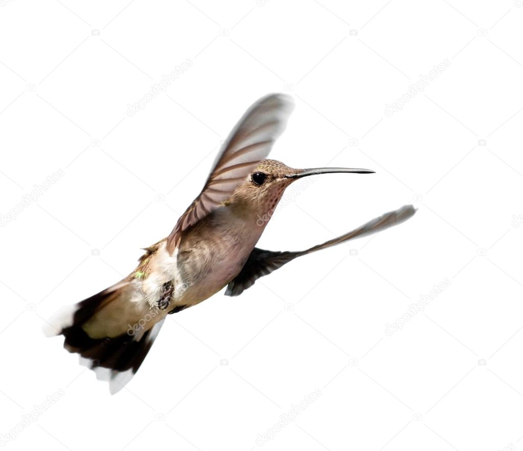 Ruby-throated Hummingbird hovering, looking at the viewer, isolated on white