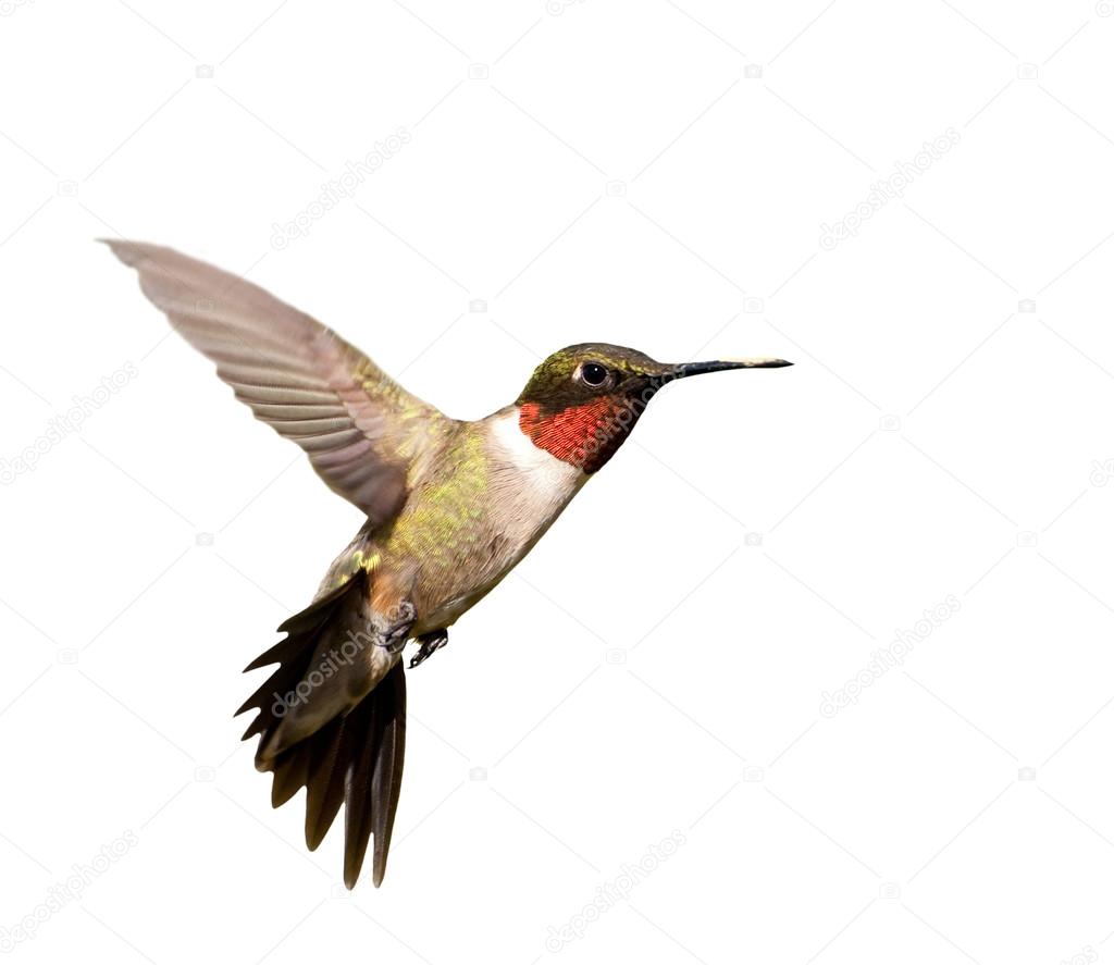 Ruby-throated Hummingbird male in flight, isolated on white
