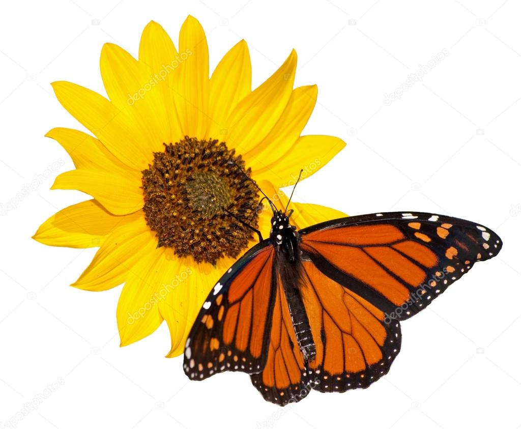 Monarch butterfly, Danaus plexippus, feeding on a wild Sunflower, isolated on white