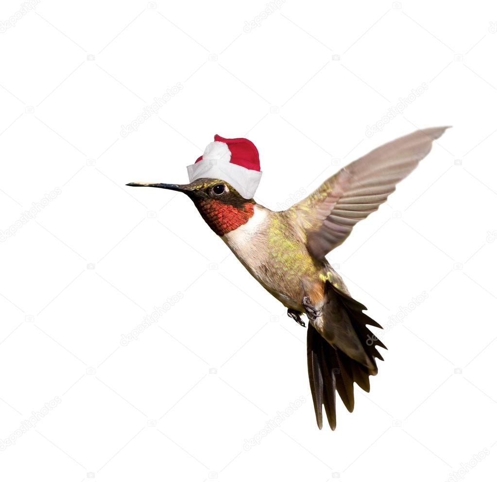Hummingbird with Santa hat celebrating Christmas,  isolated on white background