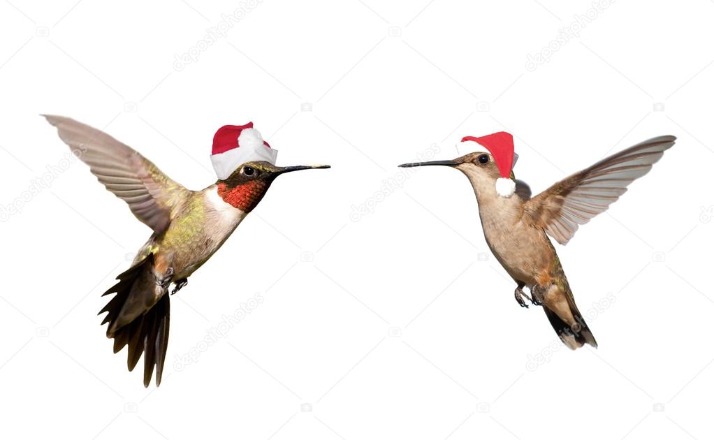 Two Hummingbirds in flight, wearing Santa hats isolated on white