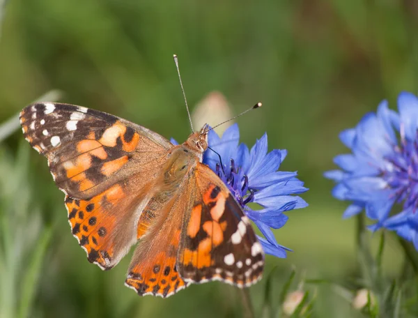 Geverfde Dame, Vanessa cardui vlinder voeden met blauwe Korenbloem in het voorjaar van — Stockfoto