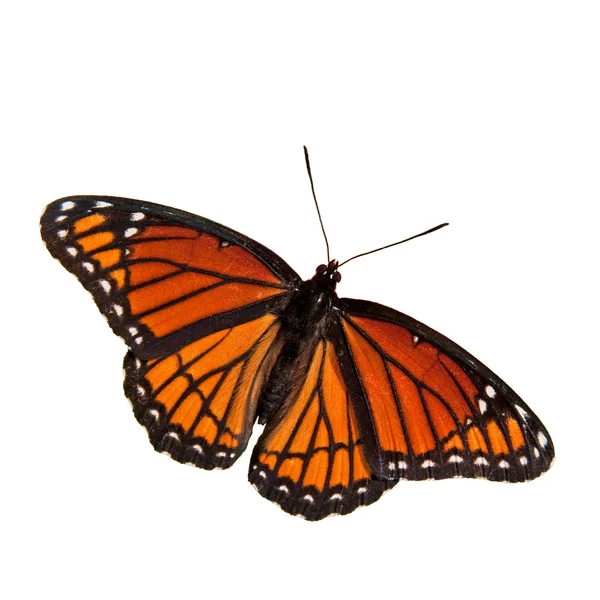 Limenitis archippus, borboleta do vice-rei, isolado no branco — Fotografia de Stock