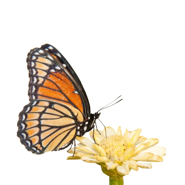 Borboleta de vice-rei colorido alimentando-se de um amarelo pálido Zinnia no fundo branco — Fotografia de Stock