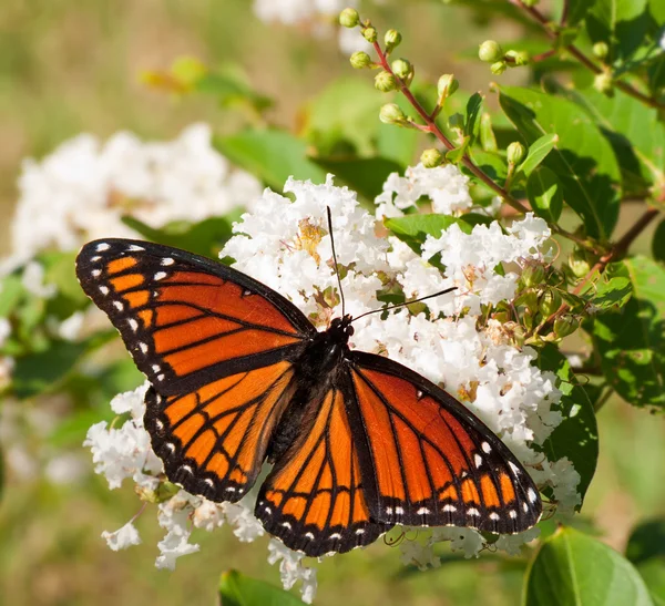 Viceroy butterfly feeding on a cluster of white flowers in a garden — Stock Photo, Image