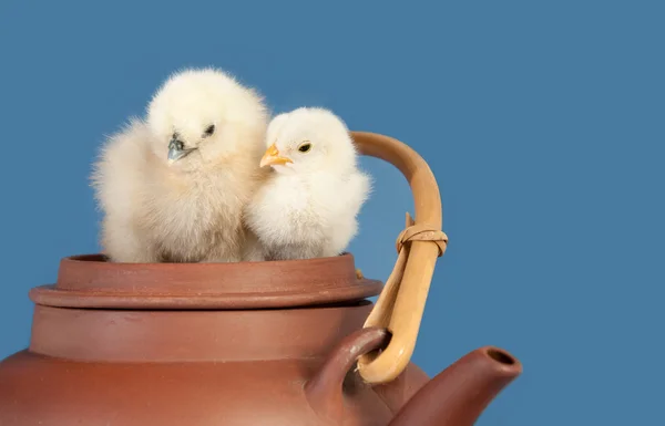 Twee schattige Easter chicks vlijen bovenop een keramiek theepot — Stockfoto