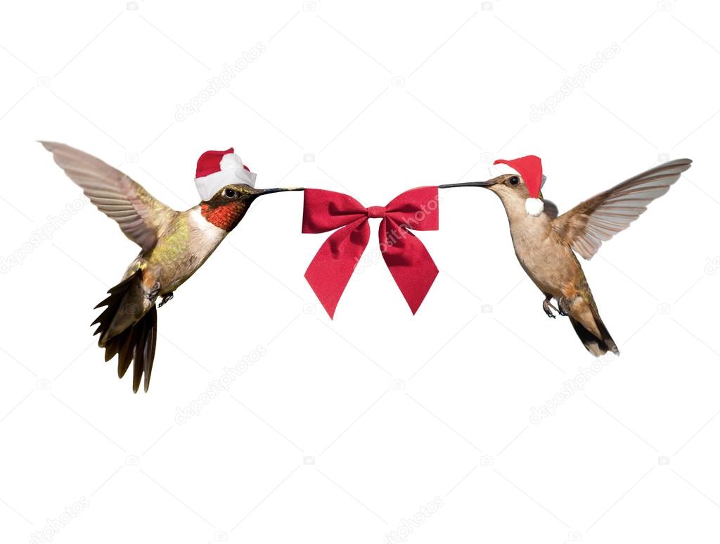 Two Hummingbirds in flight, wearing Santa hats carrying a red bow isolated on white