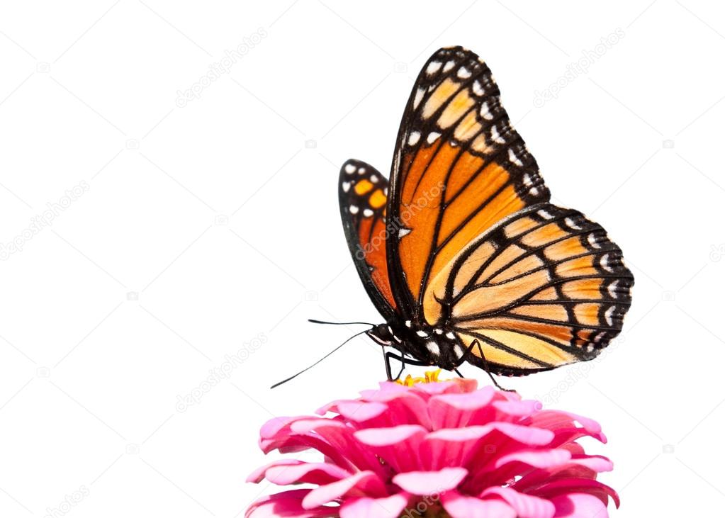 Brilliant Viceroy butterfly feeding on a bright pink Zinnia isolated on white