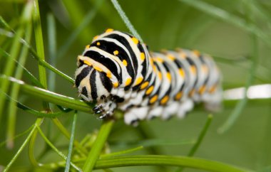Siyah Swallowtail tırtıl başkanı closeup