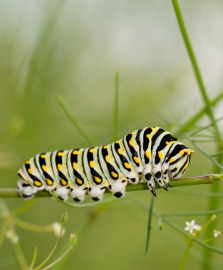 Siyah Swallowtail caterpillar havuç aileden, maydanozgiller bir bitki besleme