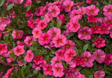 Calibrachoa, Mini Petunia, çiçek kitleler pembe