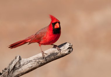 Parlak kırmızı Cardinalis cardinalis sessiz kış arka plan karşı kuru bir dal üzerinde oturan Kuzey Kardinal erkek
